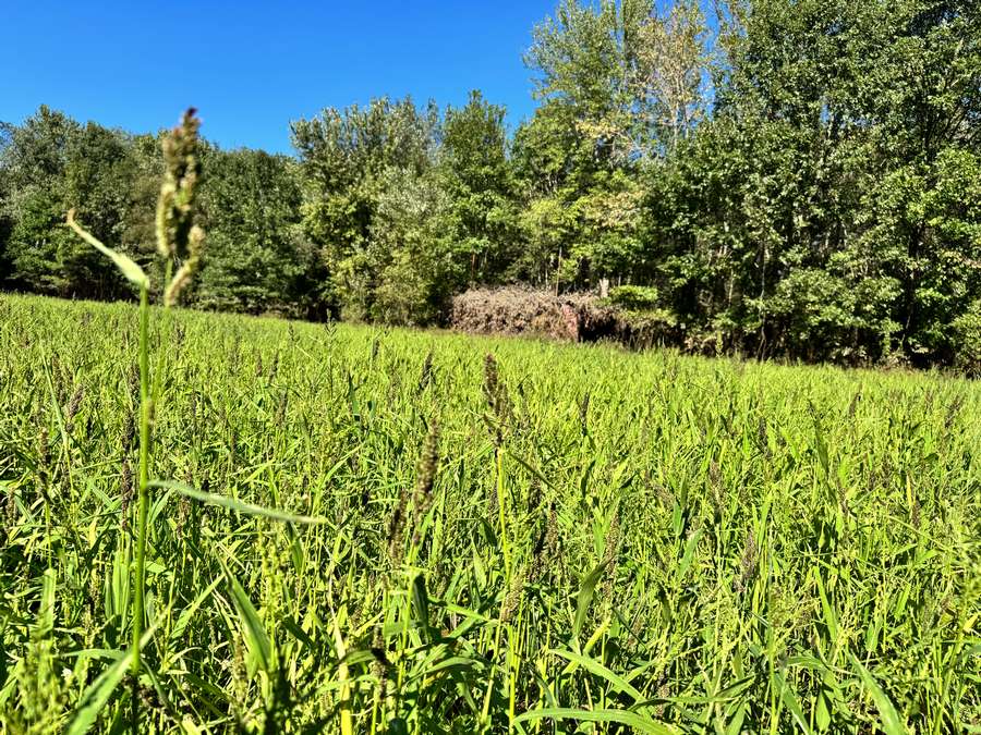 Hardeman County 283± Acres